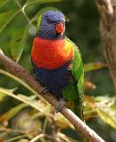 Rainbow Lorikeet 9Y209D-069